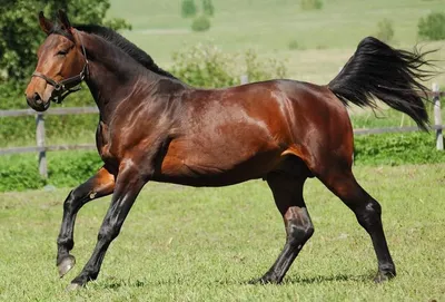 Ганноверская лошадь фото и описание породы Hanoverian breed
