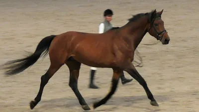 ГАННОВЕРСКАЯ порода лошадей - спортивная и верховая #ИППОсфера 2019 конная  выставка. Ганновер лошадь - YouTube