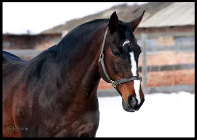 Ганноверская порода лошади, Ганновер: фото и видео, описание