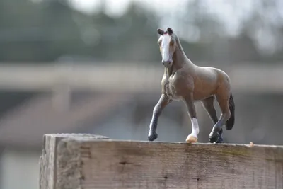 Кобыла Чистокровная 2015 Кентукки Дерби Ганноверская лошадь Кольт,  теплокровная, лошадь, другие, кобыла png | PNGWing