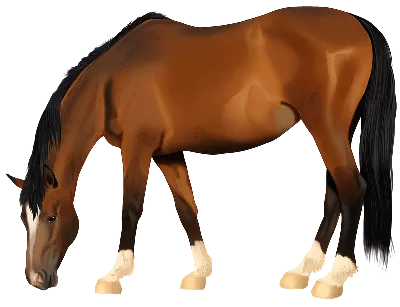 Фризская лошадь | О лошадях | Дзен