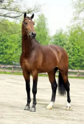Ганноверская лошадь - 72 фото