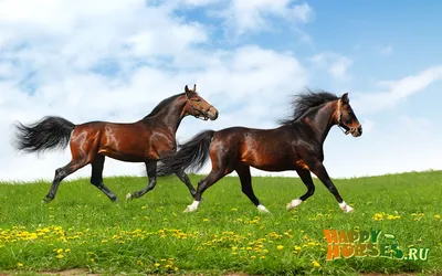 Ганноверская порода лошадей. Фото, описание, история происхождения |  Счастливые Лошади