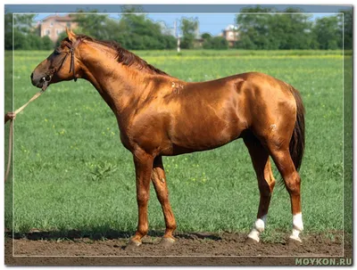 Клайдсдейл лошадь Ганноверская лошадь Жеребец жеребенок, Дубай, лошадь,  фотография, кобыла png | Klipartz
