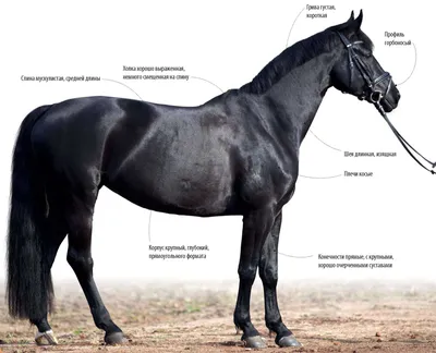 Ганноверская порода лошадей. Сайт про зверей - ZveroSite.ru