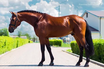 Лошади - Большой список самых красивых пород лошадей Азербайджанская лошадь  ... Американская верховая ... Андалузская ... Арабская ... Арденская ...  Ахалтекинская ... Ганноверская ... Голштинская | Facebook