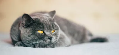 Сахарный диабет у кошек: как распознать, как лечить, чем кормить, сколько  стоит лечение
