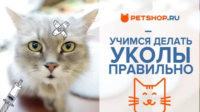 Капли на холку Профендер для кошек от 0,5 до 2,5 кг от гельминтов – купить  в Москве, цены | Интернет-магазин Динозаврик