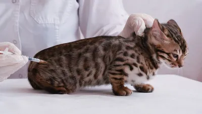 Дикие кошки: Темминка - золотой кот (Felis temmincki)