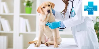 Глисты у собак: симптомы, виды, разные формы профилактики