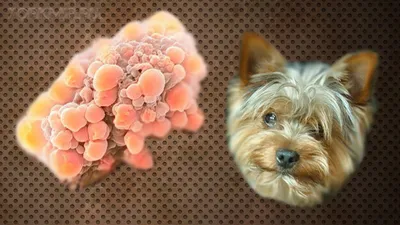Опухоль на анусе собак стоковое фото. изображение насчитывающей собака -  96865938