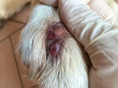 Опухоль кожи собакой стоковое изображение. изображение насчитывающей  карцинома - 38802183