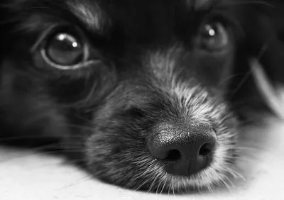 Рак у собак - Ветеринар Карлсруэ - Центр мелких животных Арндт