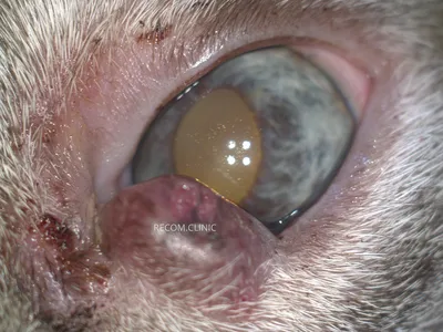 Остеосаркома собак и кошек | Ветеринарная клиника доктора Шубина