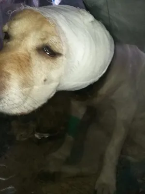 Ветеринары объяснили, как порода собак влияет на последствия стерилизации -  Российская газета