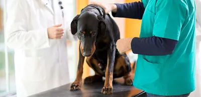 Свозила собаку на стерилизацию | Пикабу