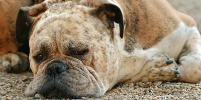 Дерматит в болезни собак на кожу собаки Стоковое Изображение - изображение  насчитывающей потек, воспаление: 150940323