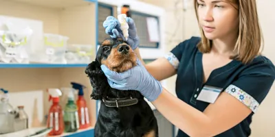 Закройте вверх по коже и волосам собаки, этой выставке дерматит в собаке и  заболеванию на коже собаки, облыселой бляшечной зоне к Стоковое Изображение  - изображение насчитывающей диагноз, болезнь: 120393935