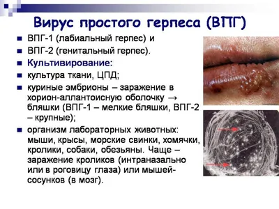 В России разработали тест-систему выявления вируса герпеса у кошек |  Ветеринария и жизнь