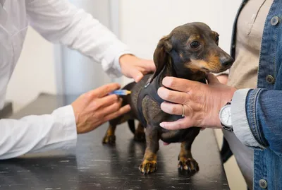 Вольерный кашель у собак - Ветеринарна клініка Зоопатруль