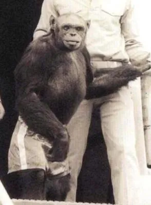 [80+] Гибрид человека и обезьяны фото фото