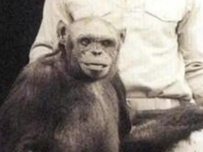 Гибрид человека и обезьяны в одном…» — создано в Шедевруме