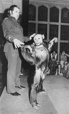 В Китае создают гибрид обезьяны с человеком - Техно bigmir)net