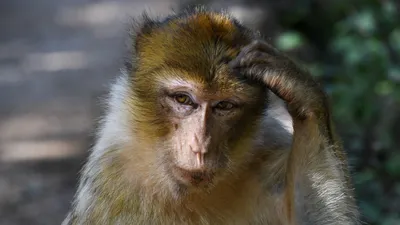 В КНР создадут гибрид человека и обезьяны