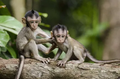 В Китае создадут гибрид человека и обезьяны - Рамблер/новости
