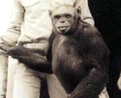 Как в США родился гибрид человека и шимпанзе, которого убили
