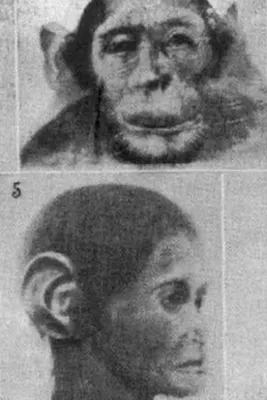 Человек и обезьяна родили йети - Экспресс газета