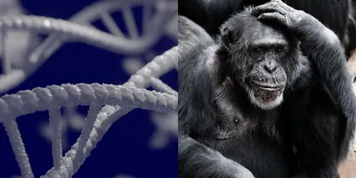 Китайские ученые создадут гибрид человека и обезьяны : Наука : Live24.ru