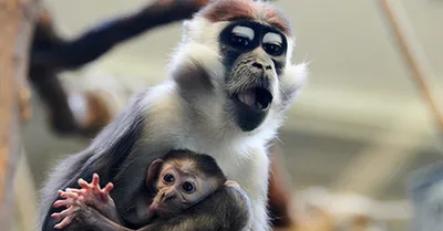 В Китае ученые создадут гибрид человека и обезьяны
