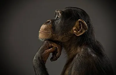 Ученый, который пытался вывести гибрид человека и обезьяны… – новости за 22  февраля 2020 года | Аукционный дом «Литфонд»