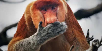Зачем испанские ученые работают над созданием химеры человека и обезьяны в  Китае? - Hi-News.ru