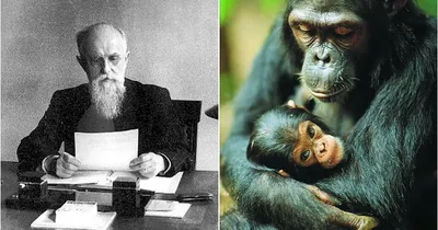 Как русский биолог Иванов пытался скрестить человека и шимпанзе -  Рамблер/новости