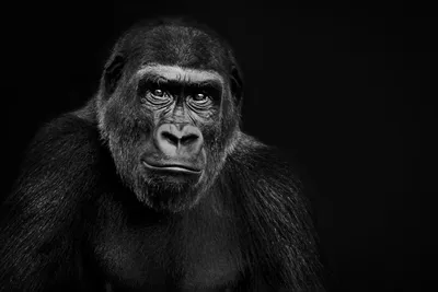 Создание гибрида человека и обезьяны подтвердили ученые