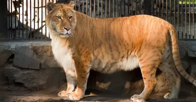 Гибрид льва и тигра фото 