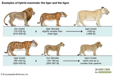 Лигр, тигролев (тигон) и геномный импринтинг | Биореактор | Дзен