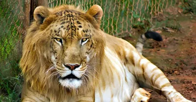 Лигр: Гибрид льва и тигра – самый большой экземпляр кошачьих | ВКонтакте
