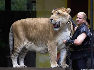 Гибрид льва и тигра фото фотографии