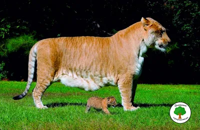 Белое Ligr лежит прогулка в Aviary зоопарка Ligr Гибрид льва и тигра  Большое мужское Ligra Стоковое Изображение - изображение насчитывающей  хищник, экологичность: 108363947