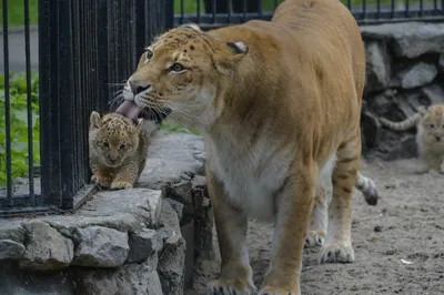 Видео: Что будет, если скрестить ягуара и льва