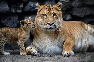 Белое Liger для прогулки в Aviary зоопарка Ligr Гибрид льва и тигра Большое  мужское Ligra Стоковое Фото - изображение насчитывающей тигр, охота:  108363800