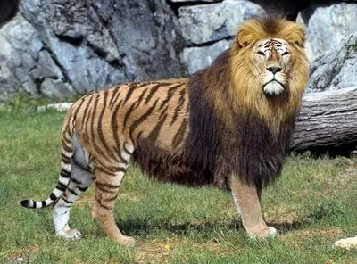 Интересный гибрид льва и тигрицы на фотографии | Гибрид льва и тигрицы Фото  №508979 скачать
