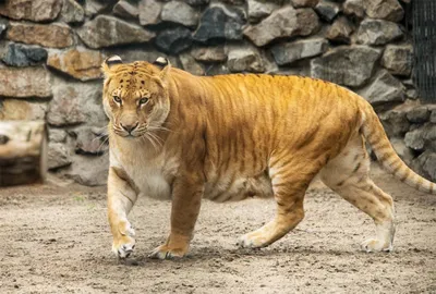 Лигр - гибрид льва и тигра. Мощный…» — создано в Шедевруме