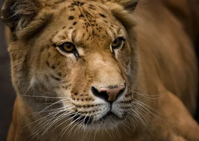 Лигр — детеныш льва и тигрицы