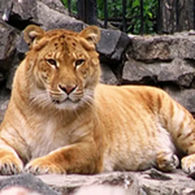 Wild mundi - Лигр — это гибрид льва и тигрицы, а тигон, или тигролев,  наоборот — помесь тигра и львицы. | Facebook