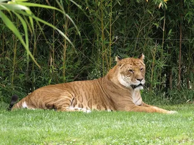 Белое Liger для прогулки в Aviary зоопарка Ligr Гибрид льва и тигра Большое  мужское Ligra Стоковое Фото - изображение насчитывающей свирепо, липу:  108363744