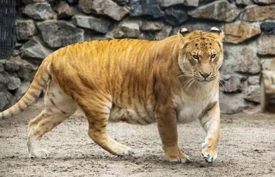 Уникальный львиный тигр и его потрясающая фотография | Гибрид льва и  тигрицы Фото №509004 скачать